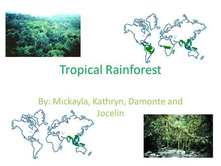 Tropical Rainforest By: Mickayla, Kathryn, Damonte and Jocelin.