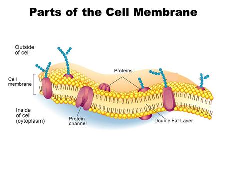 Outside of cell Inside of cell (cytoplasm) Cell membrane Proteins Protein channel Double Fat Layer Carbohydrate chains Parts of the Cell Membrane Go to.
