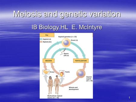 1 Meiosis and genetic variation IB Biology HL E. McIntyre.