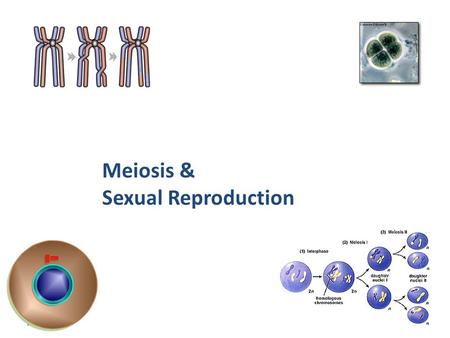 Meiosis & Sexual Reproduction 2007-2008.