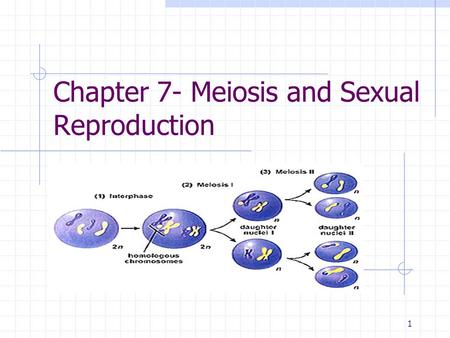 Chapter 7- Meiosis and Sexual Reproduction