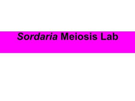 Sordaria Meiosis Lab.