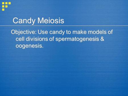 Candy Meiosis Objective: Use candy to make models of cell divisions of spermatogenesis & oogenesis.