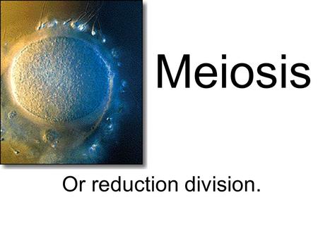 Meiosis Or reduction division.. What is the Difference between Mitosis and Meiosis.