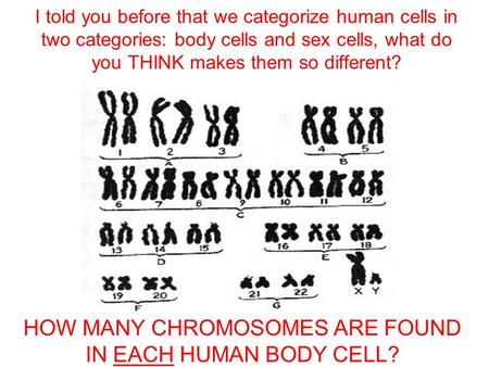 I told you before that we categorize human cells in two categories: body cells and sex cells, what do you THINK makes them so different? HOW MANY CHROMOSOMES.