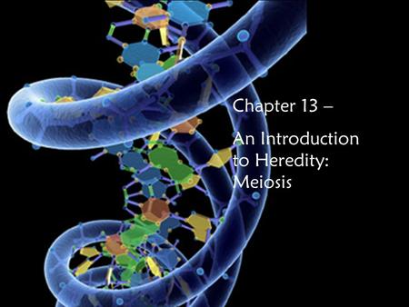 Chapter 13 – An Introduction to Heredity: Meiosis.