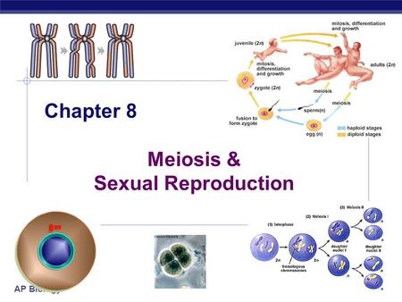 AP Biology 2005-2006 Chapter 8 Meiosis & Sexual Reproduction.
