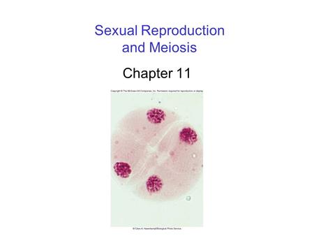 Sexual Reproduction and Meiosis Chapter 11. 2 Overview of Meiosis Meiosis is a form of cell division that leads to the production of gametes. Gametes: