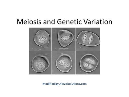 Meiosis and Genetic Variation Modified by Alevelsolutions.com.