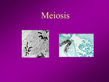 Meiosis. What is Meiosis? Quick Review: What organelle is responsible for holding the cell’s genetic code? Meiosis is the process of creating 4 haploid.