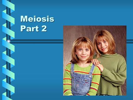Meiosis Part 2. The End result… Let’s Compare Why aren't these siblings identical?