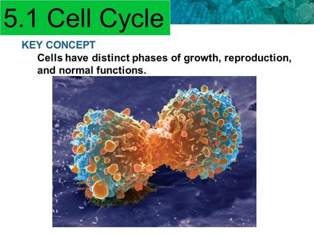 5.1 Cell Cycle KEY CONCEPT Cells have distinct phases of growth, reproduction, and normal functions.