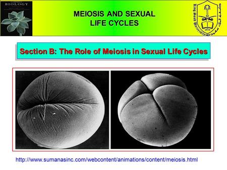 MEIOSIS AND SEXUAL LIFE CYCLES Section B: The Role of Meiosis in Sexual Life Cycles