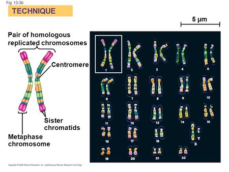 TECHNIQUE 5 µm Pair of homologous replicated chromosomes Centromere