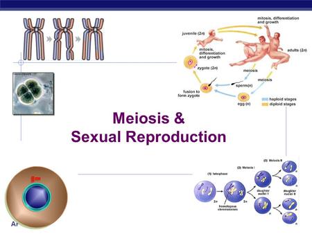 Meiosis & Sexual Reproduction