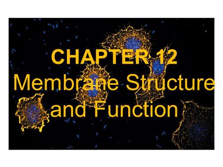 CHAPTER 12 Membrane Structure and Function. Biological Membranes are composed of Lipid Bilayers and Proteins -Biological membranes define the external.