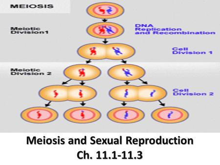 Meiosis and Sexual Reproduction Ch