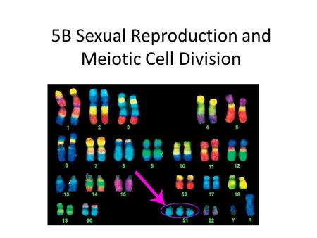 5B Sexual Reproduction and Meiotic Cell Division