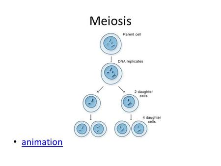 Meiosis animation.