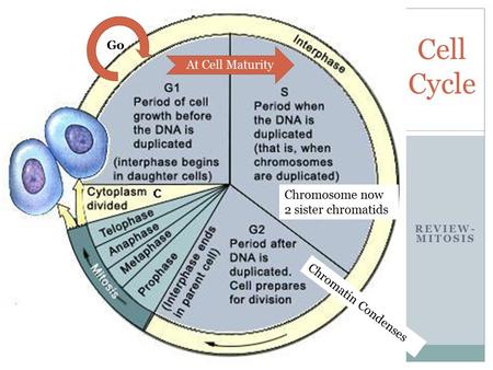REVIEW- MITOSIS Cell Cycle Chromatin Condenses Go At Cell Maturity Chromosome now 2 sister chromatids.
