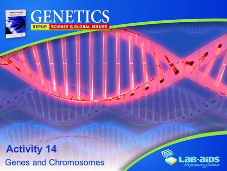 Activity 14 Genes and Chromosomes.