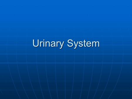 Urinary System. Introduction Consists of Consists of 1. Two kidneys 2. Two ureters 3. One urinary bladder 4. One urethra.