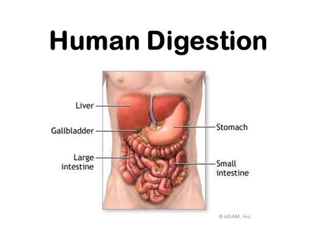 Human Digestion. Nutrition Process by which organisms obtain and utilize their food. There are two parts to Nutrition: 1. Ingestion- process of taking.