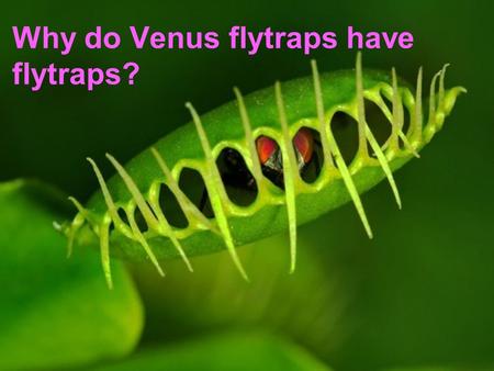 AP Biology Why do Venus flytraps have flytraps? AP Biology Plant Nutrition (Ch 38)