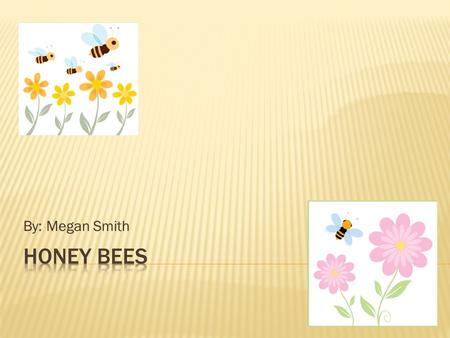 By: Megan Smith.  What are the different types of a honey bee?.......3  What is the job of a worker bee?........4  What is the job of a drone bee?........5.