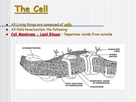 The Cell All Living things are composed of cells All Living things are composed of cells All Cells have/contain the following: All Cells have/contain the.