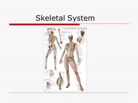 Skeletal System. Bones The skeleton has two major parts: 1.Axial skeleton are the bones of the head and trunk 2.Appendicular skeleton are the bones of.