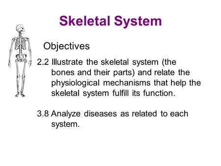 Skeletal System Objectives 2.2 Illustrate the skeletal system (the