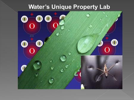 Water’s Unique Property Lab. Experiment #1: What is cohesion? -waters attraction to other water molecules.