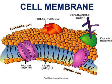 CELL MEMBRANE Cell Membrane Structure. Cell Boundaries liquid environment Every cell is surrounded by a liquid environment liquid inside (cytoplasm)