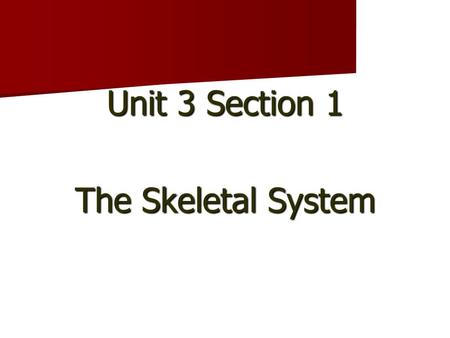 Unit 3 Section 1 The Skeletal System