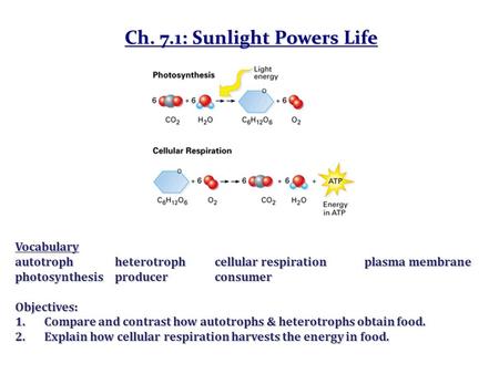 Ch. 7.1: Sunlight Powers Life Vocabulary autotrophheterotrophcellular respirationplasma membrane photosynthesisproducerconsumer Objectives: 1.Compare and.