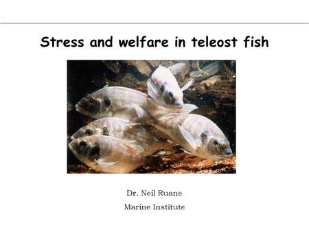 Stress and welfare in teleost fish