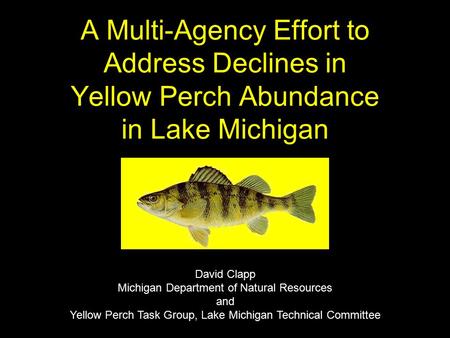 A Multi-Agency Effort to Address Declines in Yellow Perch Abundance in Lake Michigan David Clapp Michigan Department of Natural Resources and Yellow Perch.