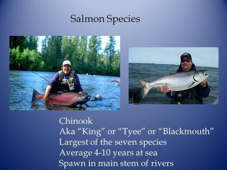 Salmon Species Chinook Aka “King” or “Tyee” or “Blackmouth”