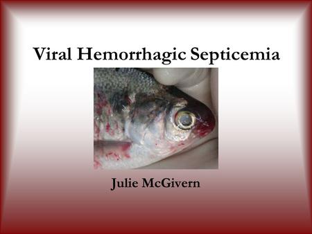 Viral Hemorrhagic Septicemia Julie McGivern. Basics of VHS Widespread Very contagious Affects fresh and salt water fishes Most active in cold temperatures.