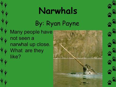 Narwhals By: Ryan Payne