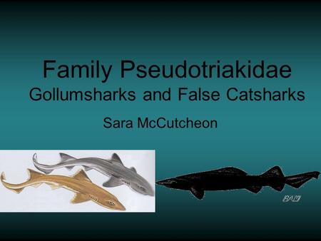 Family Pseudotriakidae Gollumsharks and False Catsharks