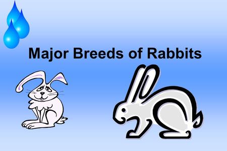 Major Breeds of Rabbits