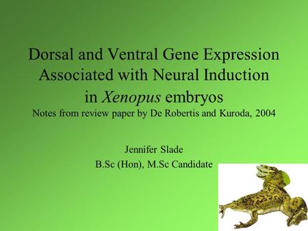 Dorsal and Ventral Gene Expression Associated with Neural Induction in Xenopus embryos Notes from review paper by De Robertis and Kuroda, 2004 Jennifer.