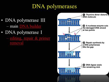 DNA polymerases DNA polymerase III –main DNA builder DNA polymerase I –editing, repair & primer removal.