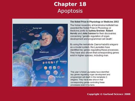 Chapter 18 Apoptosis Copyright © Garland Science 2008.