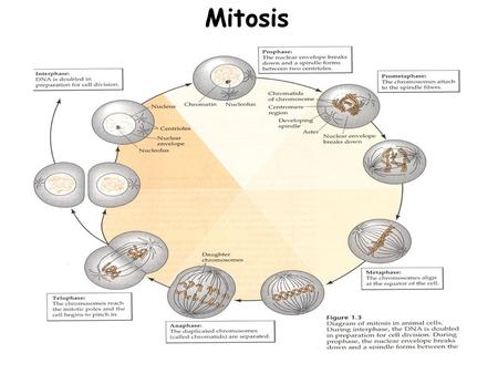 Mitosis. What is Mitosis? Mitosis is the division of the cell’s nucleus.