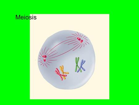 Meiosis. I Definition: *The formation of Gametes(sex cells) from GERM CELLS that separates the two sets of genes so that each gamete ends up with just.