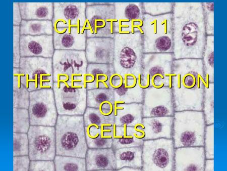 CHAPTER 11 THE REPRODUCTION OF CELLS. Mitosis  Cells divide to make more cells. While all the other organelles can be randomly separated into the daughter.