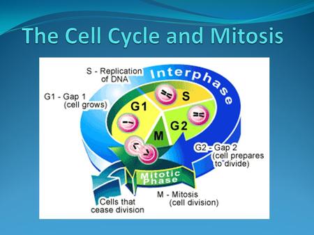 The Cell Cycle and Mitosis
